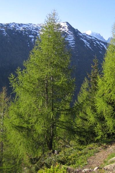 Frutti: Per gli alberi resinosi si utilizza il termine "cono" per indicarne i frutti (=frutto composto da conifere formato da numerose squame embricate, alla base delle quali si