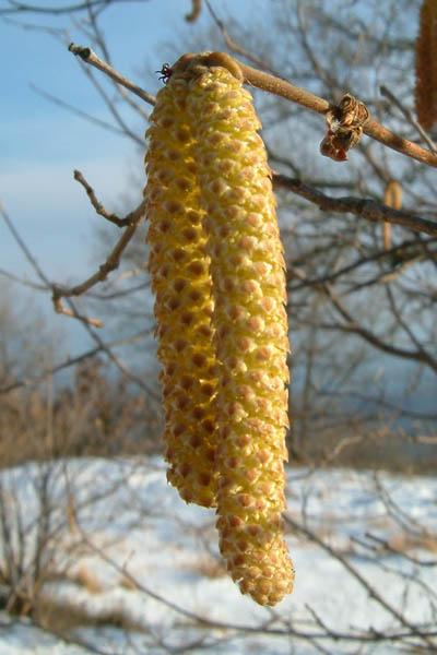 Fioritura Germogliazione Fogliazione Quest albero viene chiamato anche coudrier in francese.