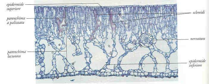 Epidermide superiore Parenchima a palizzata sclereidi
