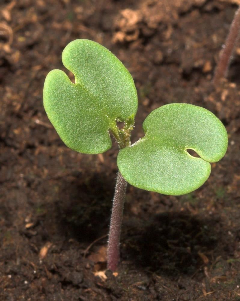 I COTILEDONI Prime foglie della pianta che si formano allo stadio embrionale In semi privi di endosperma (girasole, pisello) i cotiledoni sono carnosi e con funzione di riserva In semi con endosperma