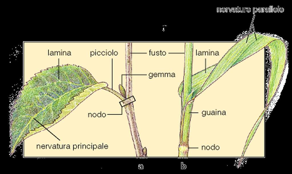 Faccia adassiale: faccia