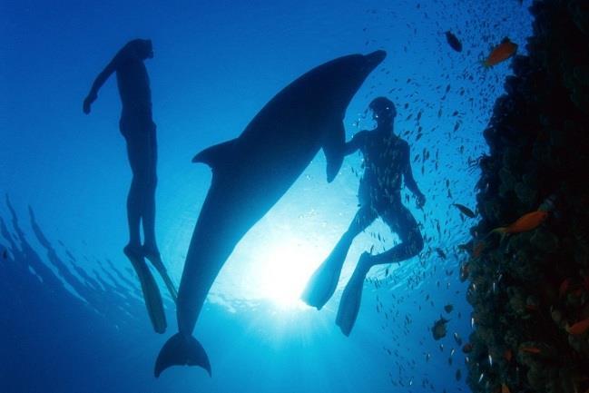 110,00 (anziché 140,00 euro) CORSO SNORKELING: per chi desidera un rapporto col mare coinvolgente, sereno, ma senza l impegno dell attrezzatura sub; permetterà di affrontare meglio i tipici viaggi ai