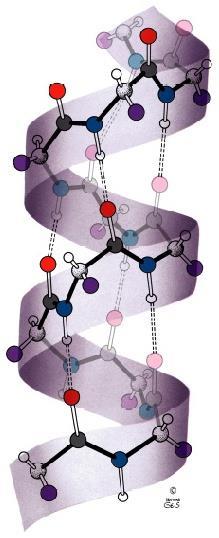 Proteine: struttura secondaria strutture dovute ad interazioni locali di tipo ponte-h ad