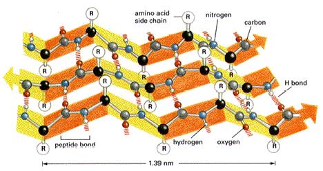 dell azoto amidico e l O del gruppo carbonilico residui esterni alla spirale b-foglietto
