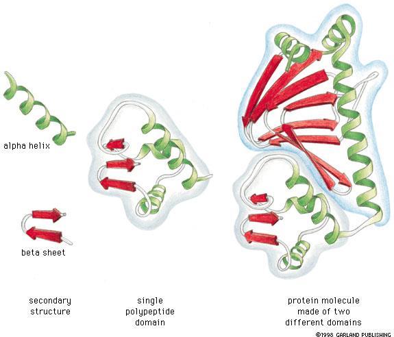 Struttura terziaria (i domini) Le catene polipeptidiche formate da più di 200 amminoacidi in genere comprendono 2 o più domini, piccole unità compatte.