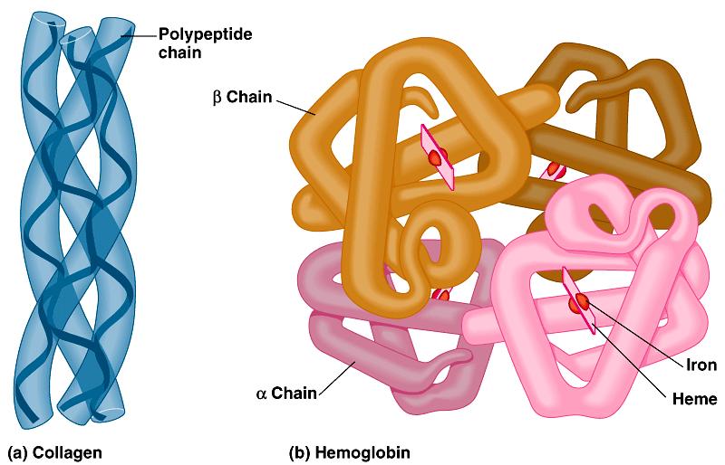 Quarternary structure results from the aggregation of two or more polypeptide subunits Collagen is a fibrous protein of three polypeptides that are supercoiled