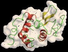Proteine globulari Le catene polipeptidiche sono ripiegate ed assumono forma compatta, sferica o globulare.
