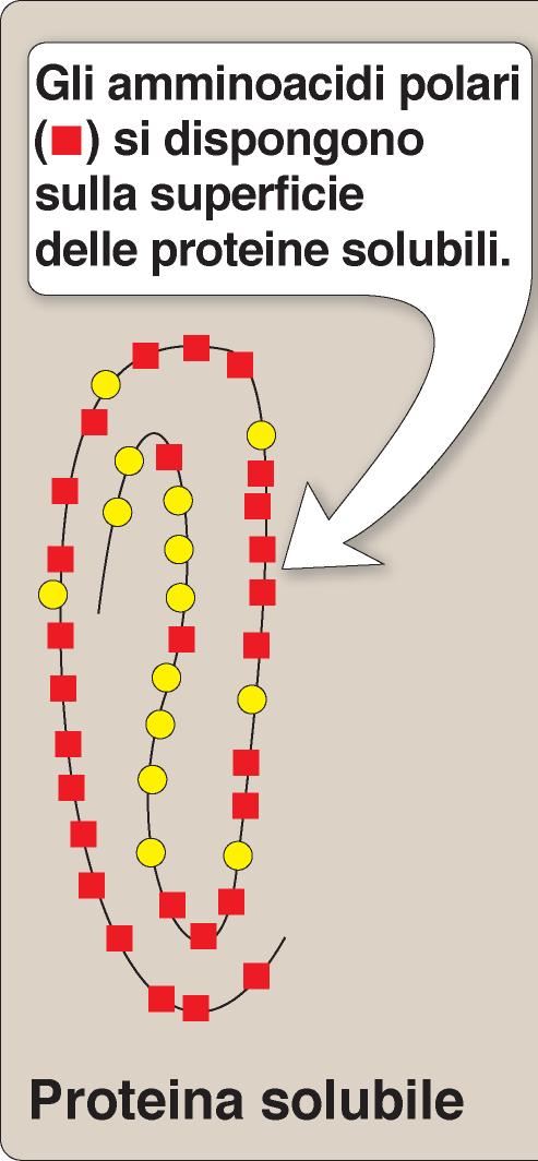 Champe et al., Le basi della biochimica, Ed.