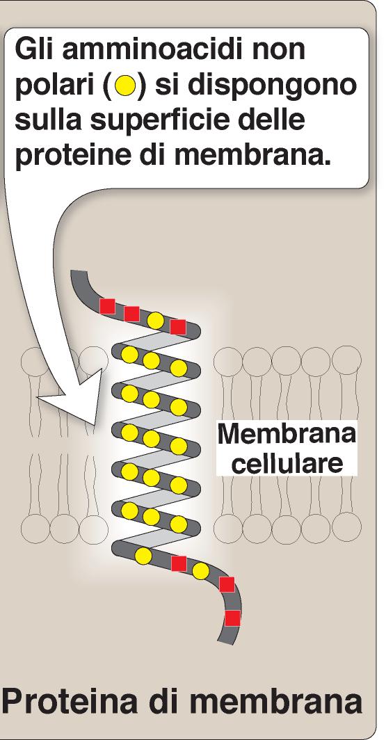 In un ambiente non polare (lipidico), per esempio una membrana, la disposizione è opposta: