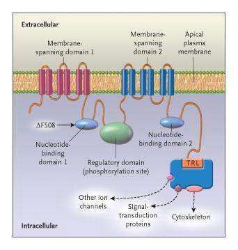 Canale degli ioni cloro nelle cellule epiteliali Regolatore della