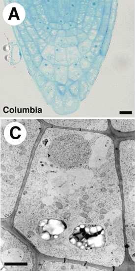 columella Apice meristematico Cuﬃa