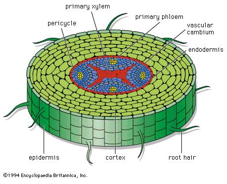 Periciclo Xilema primario Floema primario Cambio cribro- vascolare Endoderma Rizoderma Parenchima corticale Peli radicali