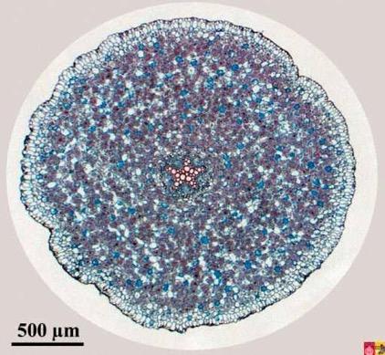 Radice primaria Sezione trasversale di una radice primaria di dicotiledone a livello della zona di maturazione.