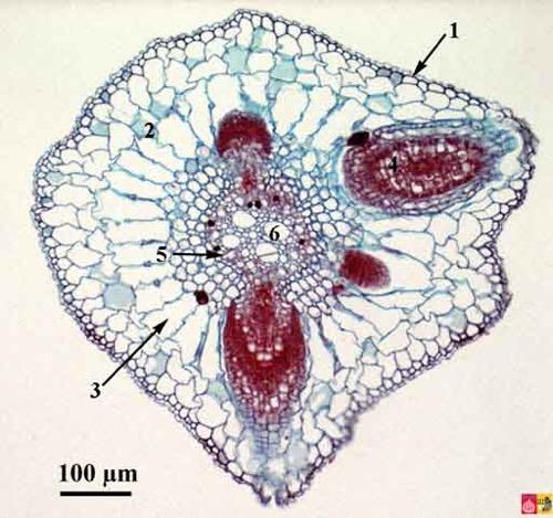 Sviluppo di radici laterali In questa radice in struttura primaria si distinguono l epidermide (1), la corteccia (2), uno strato di