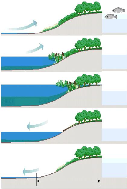 Arbusti ripari magra Erbacee annuali Alberi tolleranti sommersione Inizio ovoposizione Tale ambito è quello che risente di più del dinamismo fluviale perché posto nella porzione soggetta a massima