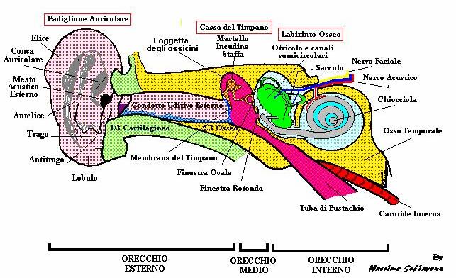 L organo