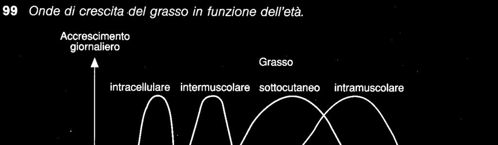 Influenza fattori biologici Il grasso intramuscolare è sintetizzato per ultimo Acc. più che proporzionale Acc.