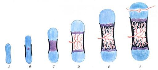 Ossificazione diafisaria (Centri primari 2-3 mese sviluppo centri secondari: tardivi) Invasione