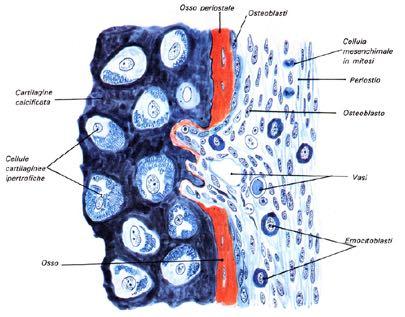 apposizione (accrescimento diretto) Degenerazione della cartilagine e calcificazione della