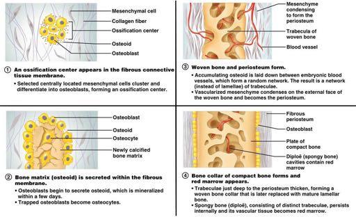 differenziamento Centro di ossificazione Calcificazione e osteociti osteoblasti Ossificazione