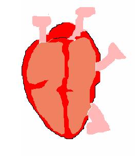 Sangue venoso dal corpo Atrio destro Sangue venoso ai polmoni Sangue arterioso dai