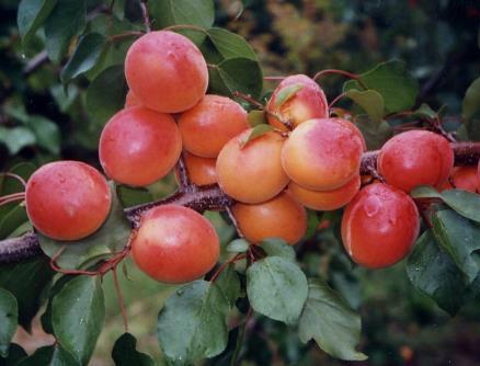 Orange Rubis -8 Kioto* Albero Portamento: standard Vigoria: elevata Fioritura: tardiva Fertilità: autofertile Produttività: elevata e costante Frutto Pezzatura: