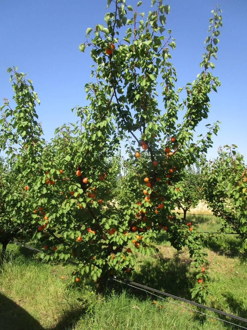 giallo aranciato, intenso Consistenza: elevatissima (lenta maturazione del frutto) Sapore: molto