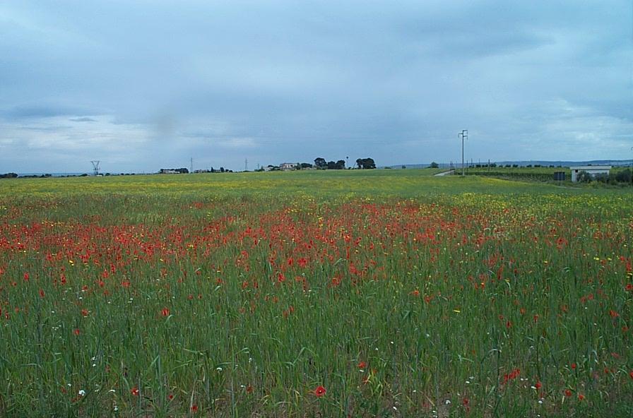 La sommità del dorso fra