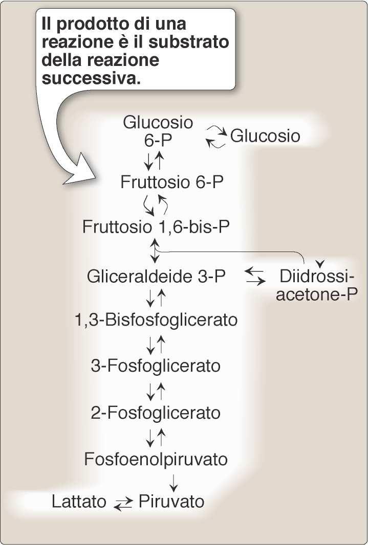 Nella cellula le reazioni enzimatiche solo raramente sono isolate, in genere esse formano vie metaboliche (glicolisi), che spesso si intersecano