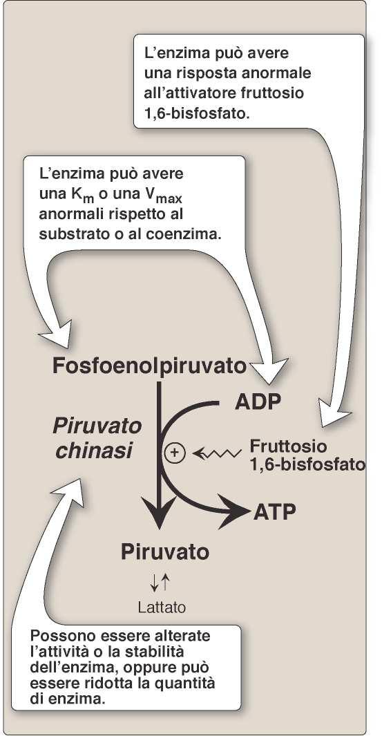 La carenza (anomalia) di piruvato chinasi è, la seconda causa di anemia emolitica (la glu-6-p deidrogenasi è