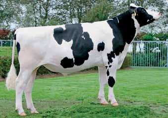 Inedito Freddie x Planet Padre di tori con TPI +2432 Campione di Fertilità e Longevità 011HO11143 APINA ALTAEMBASSY NL000543756297 AltaEmbassy 13 aaa 423516 +1842 Lbs proteine -.03% +47 Lbs grasso +.