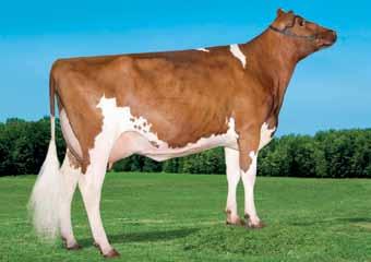 attendibilità 64% parti CHARLESDALE SUPERSTITION HFP QUEEN R-E-W BUCKEYE VG-87 BERSAGLIO HF O-MAN QUALSIASI VG-87 1st Lact 2x 305d 38,386m 4.2% 1643f 3.