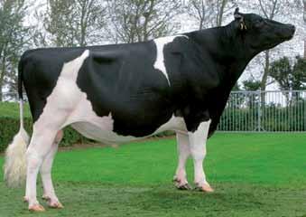 BOSSIDE BOSS ROSIE VG-86 2-01 3x 365d 31,830m 4.3% 1375f 3.6% 1132p BOSSIDE RUBEN VG-86 BOSSIDE CONV REGINA EX-91 4-01 3x 365d 40,720m 4.2% 1725f 3.