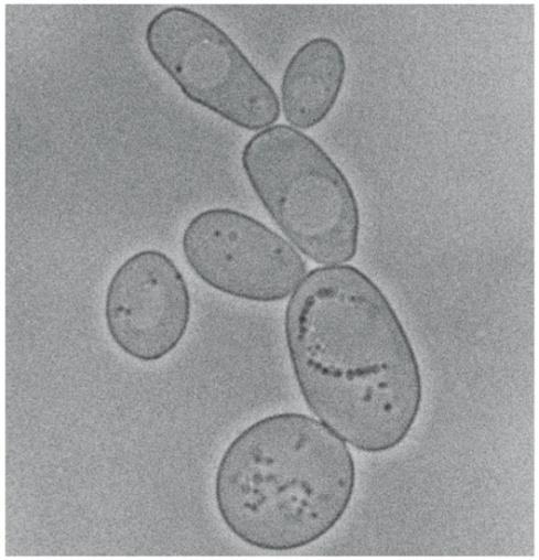 Microscopia ottica (in campo luminoso) L oggetto è direttamente illuminato dalla luce.