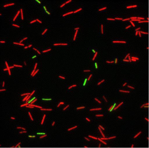 L arancio di acridina è un colorante fluorescente per gli acidi nucleici.