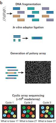 Next Generation Sequencingg Cyclic-array sequencing method For shotgun sequencing DNA is fragmented Adaptors ligated to fragments ArrayofPCR