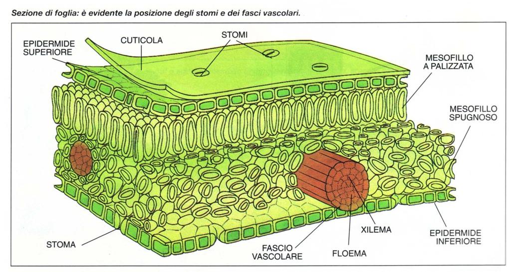 Struttura foglia Prof.