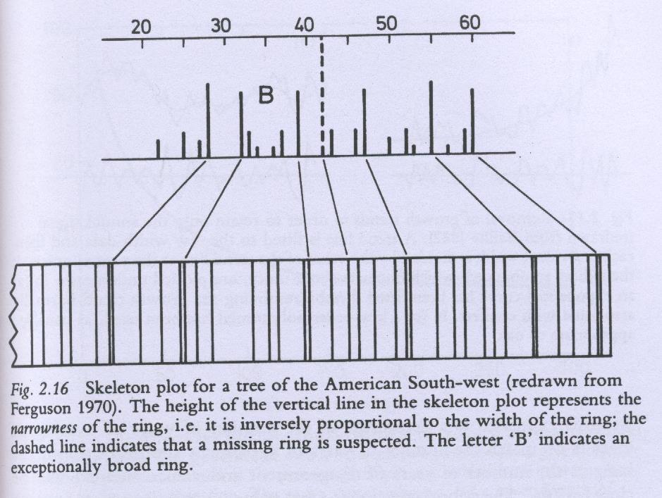 Dopo aver costruito sequenze in varie zone, Germania, Irlanda, America, e con diversi tipi d alberi cresciuti in condizioni climatiche ed ecologiche molto diverse, si è riusciti a correlare le