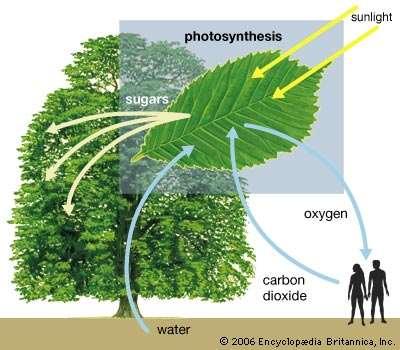 Siamo perciò completamente dipendenti dalla fotosintesi!