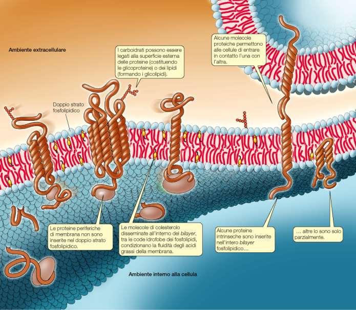 Le proteine delle membrane Proteine intrinseche (o