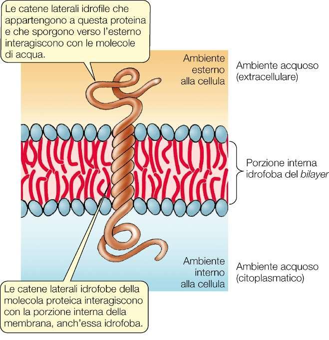 Proteine integrali (intrinseche) Le interazioni delle proteine intrinseche con la membrana plasmatica, come quella ricostruita a fianco, si basano sui