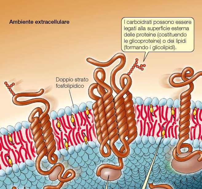 I carboidrati di membrana Tutte le membrane plasmatiche contengono, oltre ai lipidi e alle