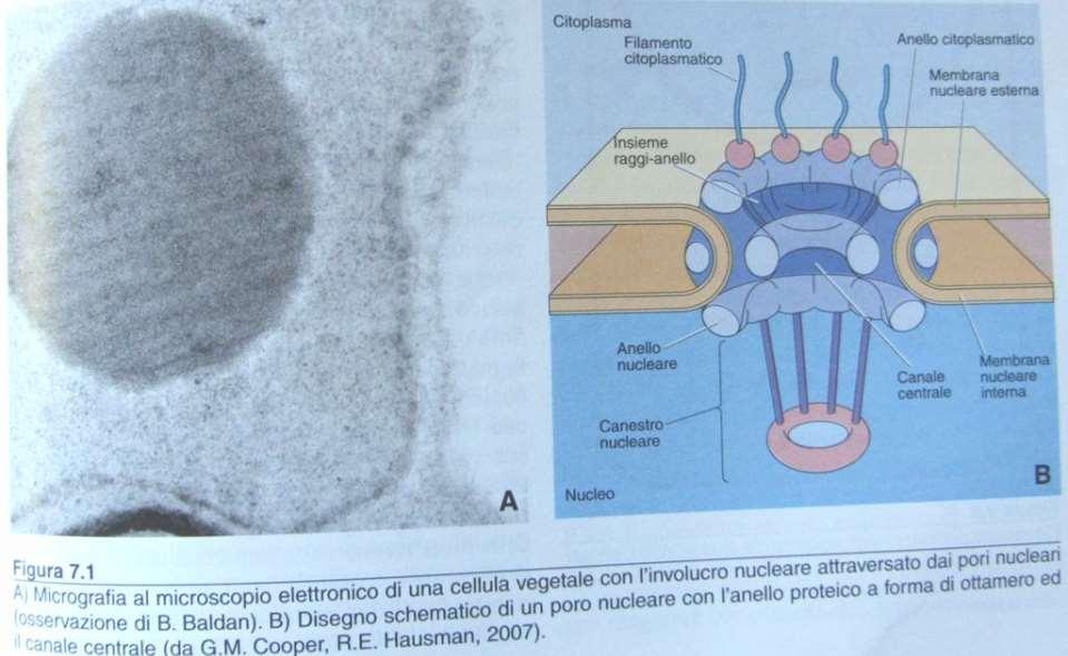 NUCLEO Il nucleo è separato dal citoplasma della membrana nucleare.