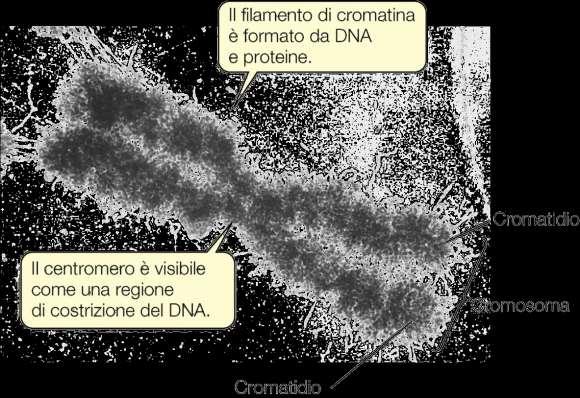 CROMOSOMI Unità strutturali di DNA e proteine basiche del tipo degli istoni. La morfologia dei cromosomi varia durante il ciclo cellulare.