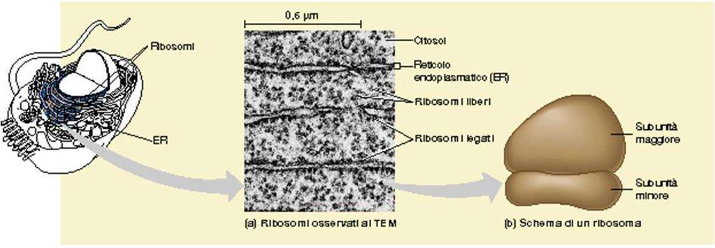 RIBOSOMI Presiedono alla sintesi proteica (sia nelle cellule procariotiche che in quelle eucariotiche, anche se con differenti dimensioni).