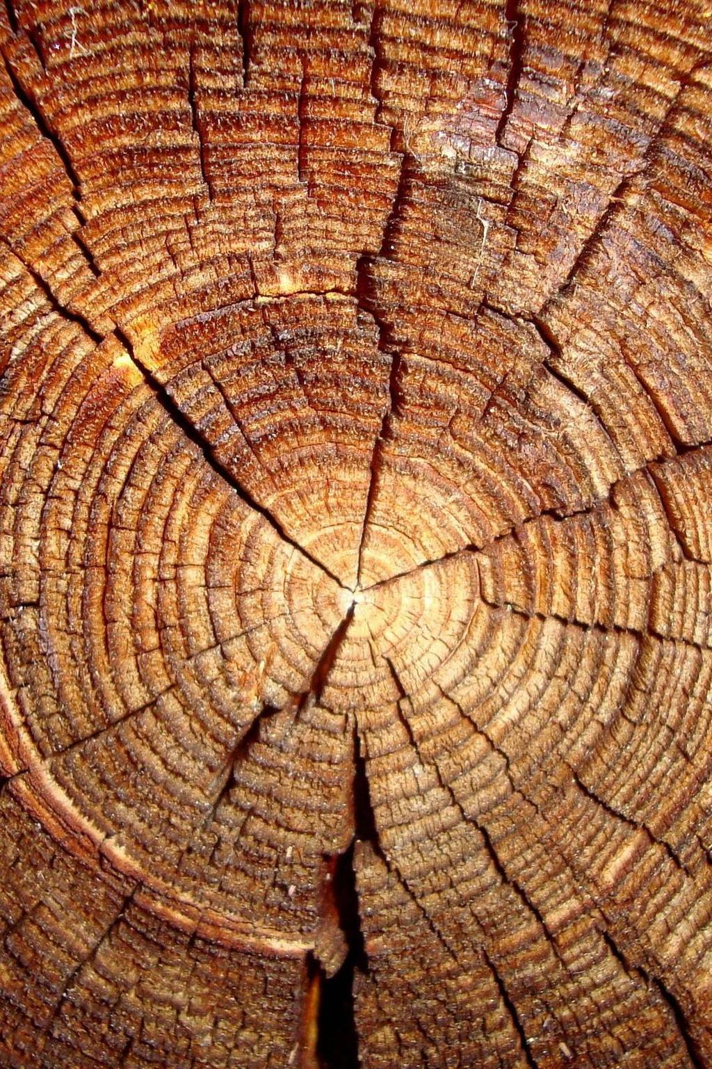 Il legno è una materia prima rinnovabile e versatile Può essere impiegato nel settore edile, nell interior design, nel packaging, nella preparazione degli alimenti.