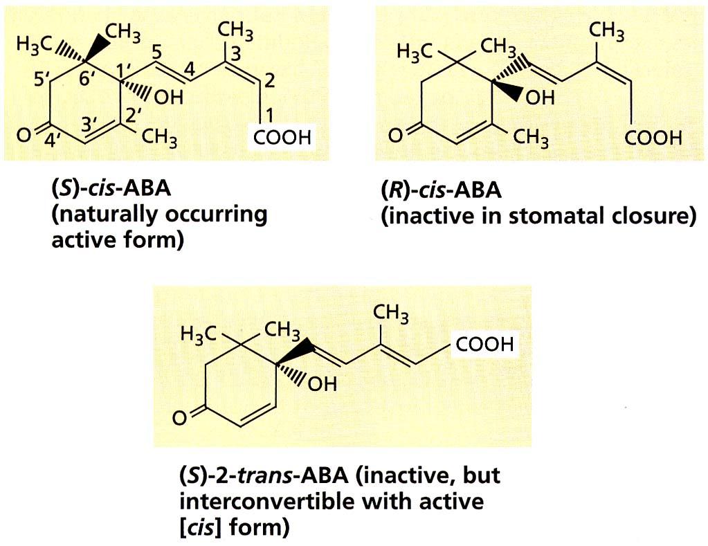 ACIDO ABSCISSICO l ABA chiude gli stomi in
