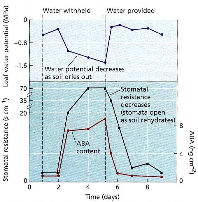 secca il potenziale idrico delle foglie diminuisce