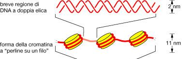 IL NUCLEO la cromatina La cromatina è costituita da: DNA e proteine basiche dette ISTONI Il DNA della cromatina è un filamento a doppia elica del