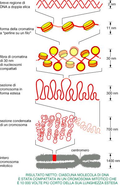 IL NUCLEO la cromatina